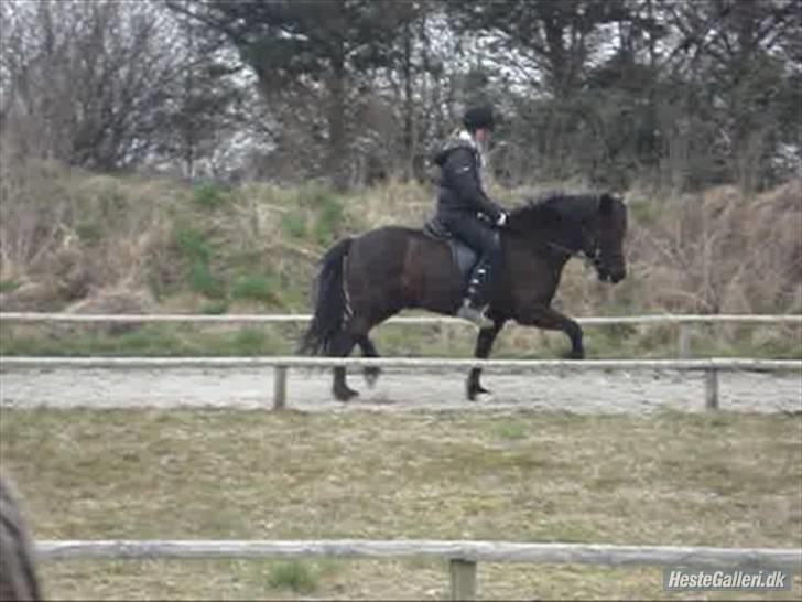 Islænder Fjalar Fra Løvemose<3 - Min lækre pony :D Taget af Julie <´3 billede 11