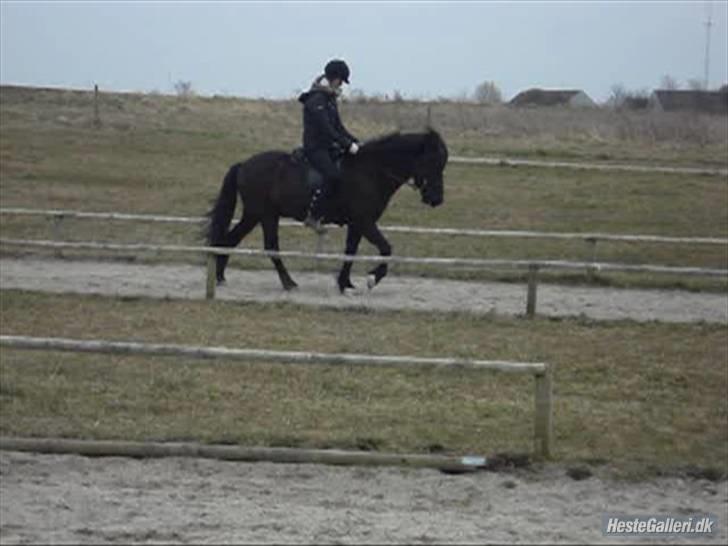 Islænder Fjalar Fra Løvemose<3 - Skridt :D Taget af Julie <´3 billede 12