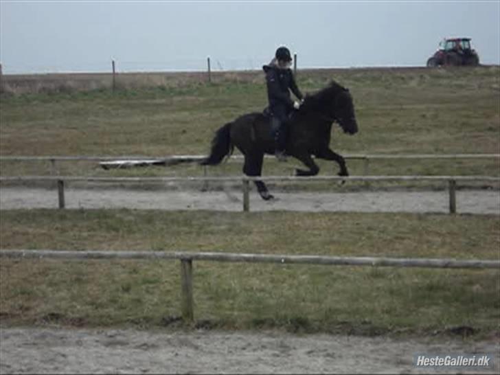 Islænder Fjalar Fra Løvemose<3 - Galop <´3 Taget af Julie <´3 billede 13