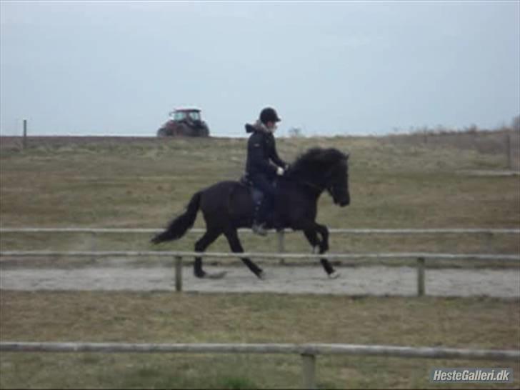 Islænder Fjalar Fra Løvemose<3 - Taget af Julie <´3 billede 14