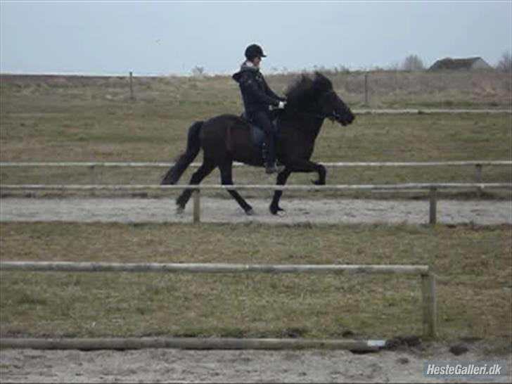 Islænder Fjalar Fra Løvemose<3 - Tølt med øgning :) Taget af Julie <´3 billede 15