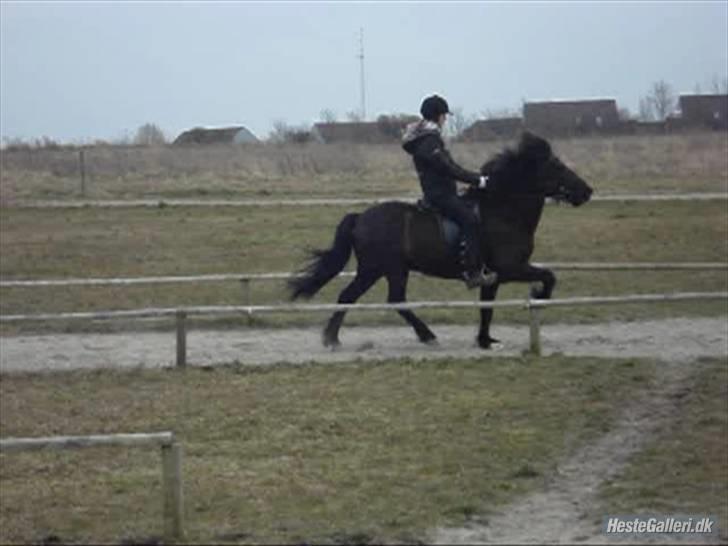 Islænder Fjalar Fra Løvemose<3 - Tølt med øgning :D Taget af Julie <´3 billede 16