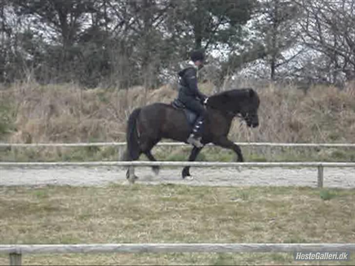 Islænder Fjalar Fra Løvemose<3 - Trav :D Taget af Julie <´3 billede 17