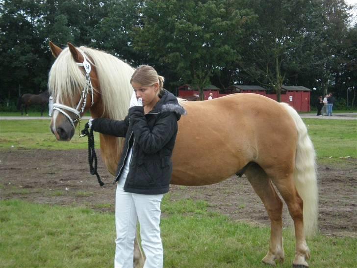 Haflinger Asterix billede 8