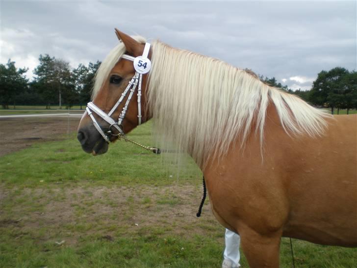 Haflinger Asterix billede 9