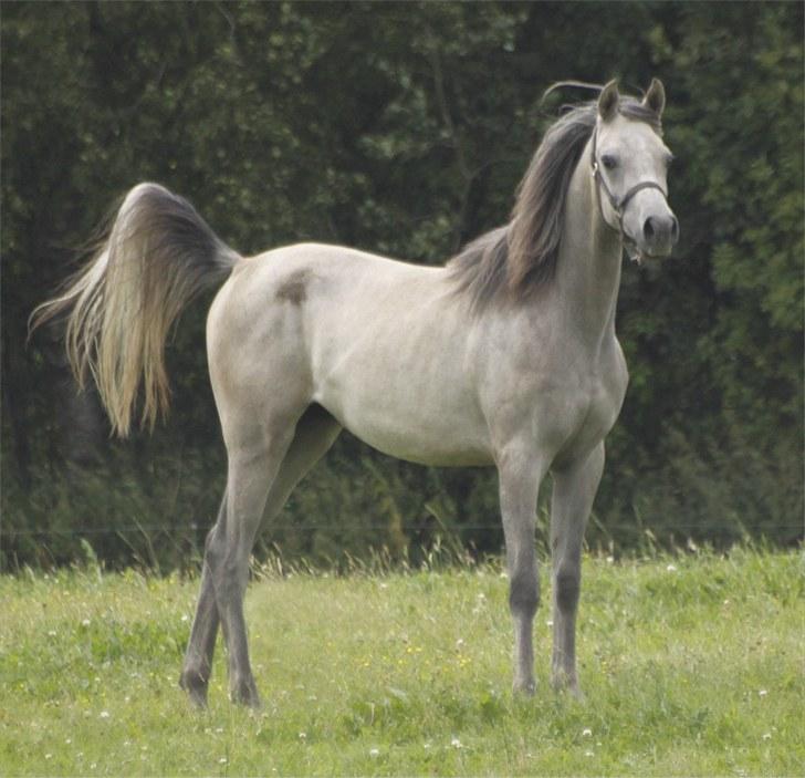 Arabisk fuldblod (OX) DY Faheema - Taget af mig selv billede 2
