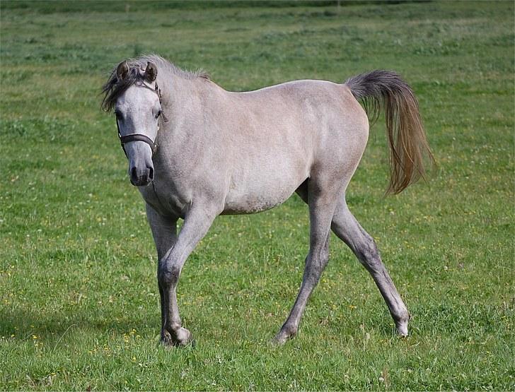 Arabisk fuldblod (OX) DY Faheema - Taget af min søster billede 3