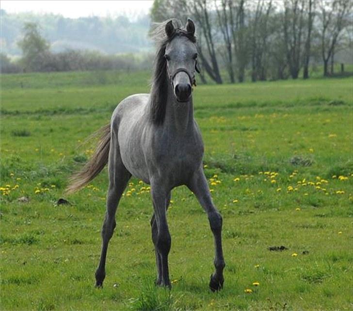 Arabisk fuldblod (OX) DY Faheema - Taget af Jani P billede 4