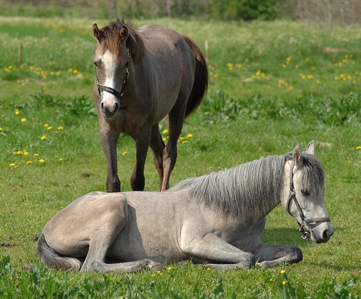 Arabisk fuldblod (OX) DY Faheema - Taget af Jani P billede 5