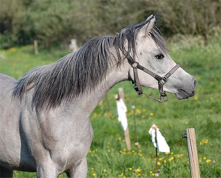Arabisk fuldblod (OX) DY Faheema - Taget af Jani P billede 6