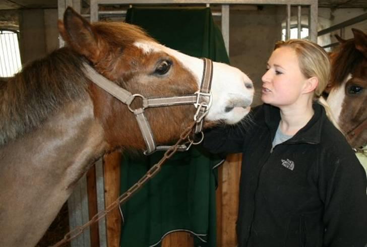 Tysk Sportspony Fee - SOLGT - Myyyyys billede 16