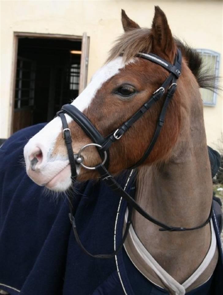 Tysk Sportspony Fee - SOLGT - Smukke Fee billede 17