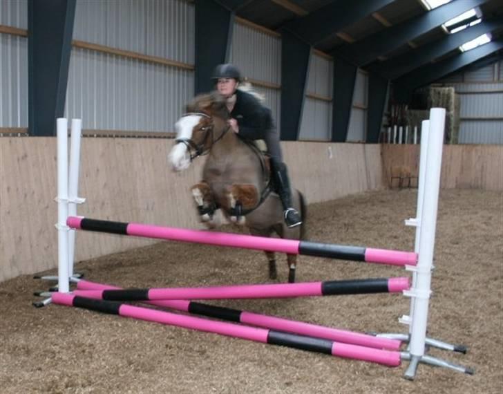 Tysk Sportspony Fee - SOLGT - Vi springer :-) billede 18