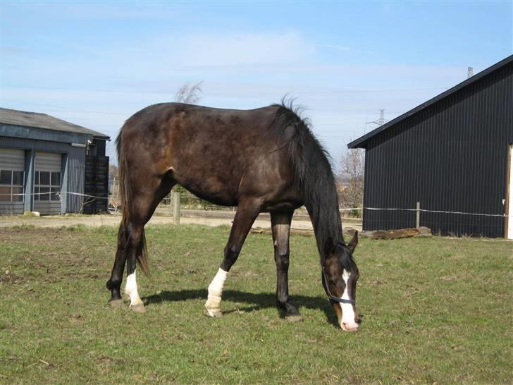 Svensk Varmblod Belize - Belize hjemme fra hospitalet billede 7