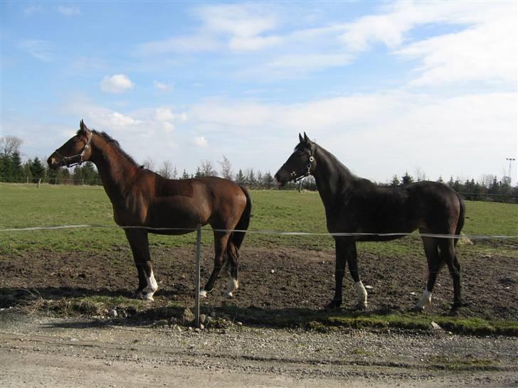 Svensk Varmblod Belize - Belize og mor Bettina har set nogle andre heste billede 8