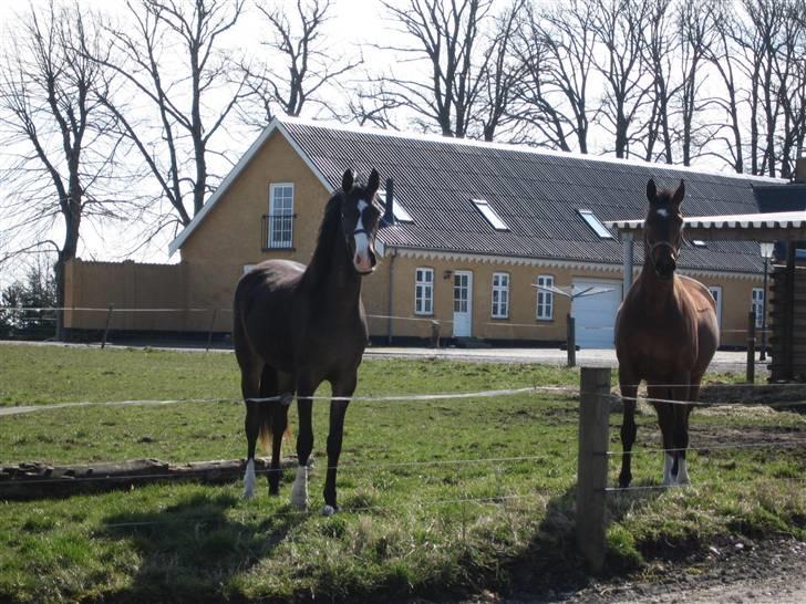 Svensk Varmblod Belize - Belize og Bettina holder øje med mig billede 9