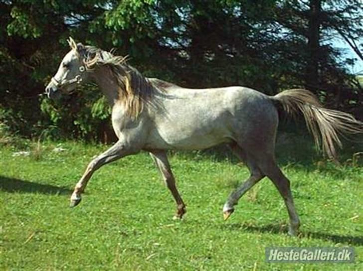 Arabisk fuldblod (OX) Jamal al din - Da vi lige havde fået ham hjem (1 år gammel) billede 1