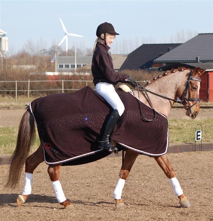 Welsh Pony af Cob-type (sec C) Bjerregårds Eros :) - Anna og Eros :) billede 13