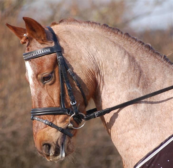 Welsh Pony af Cob-type (sec C) Bjerregårds Eros :) - Smukke Eros :) billede 14