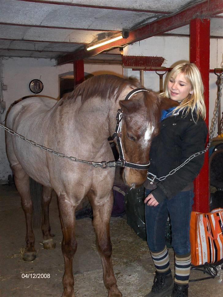 Welsh Pony af Cob-type (sec C) Bjerregårds Eros :) - Hygge i stalden :) billede 20