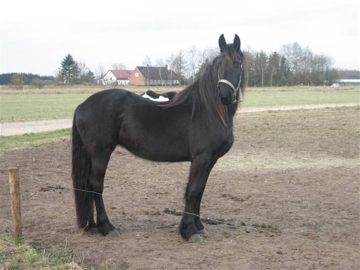 Frieser leika solgt billede 1