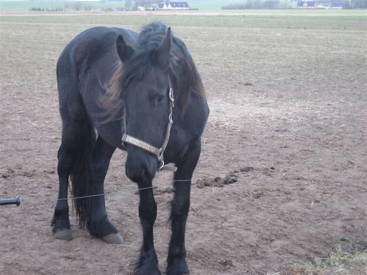 Frieser leika solgt billede 2
