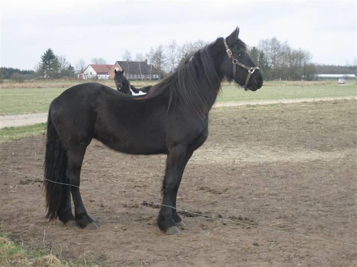 Frieser leika solgt billede 3