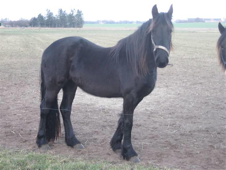 Frieser leika solgt billede 5