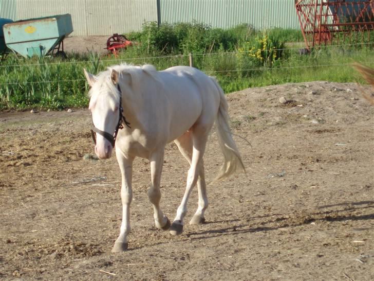 Palomino Capo´s Magnolia  billede 10