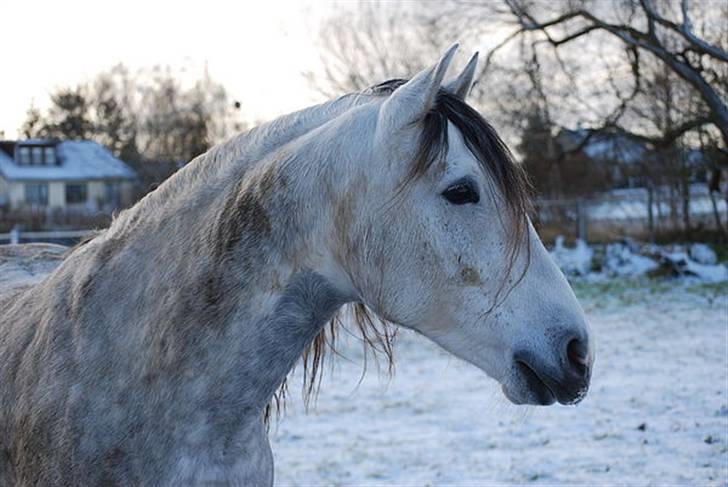 Lusitano Zeus billede 4