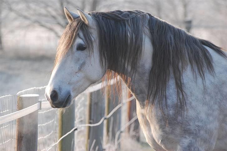 Lusitano Zeus billede 8