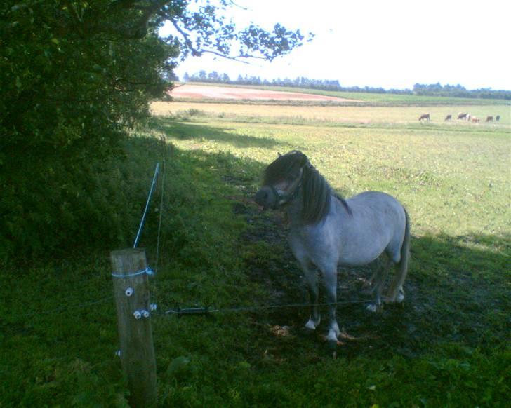 Anden særlig race Lille Gut Solgt billede 1