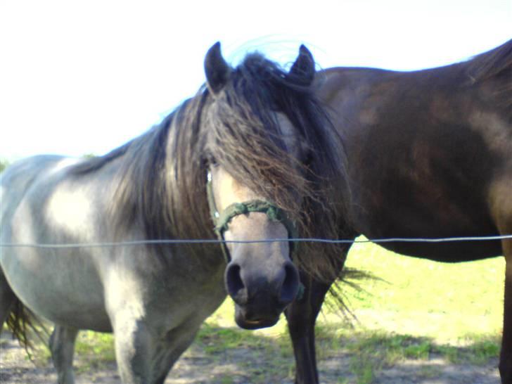 Anden særlig race Lille Gut Solgt billede 2