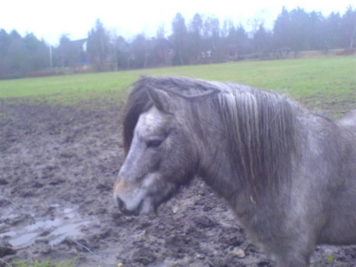 Anden særlig race Lille Gut Solgt billede 3