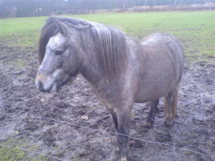 Anden særlig race Lille Gut Solgt billede 4