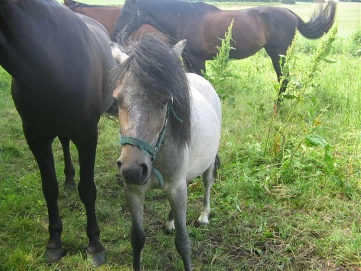 Anden særlig race Lille Gut Solgt billede 5