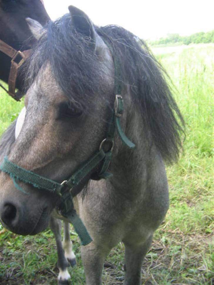 Anden særlig race Lille Gut Solgt billede 6