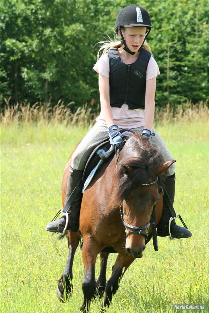 Anden særlig race Nikita *SOLGT* - en lille galop over en græs mark i skoven :D  billede 14