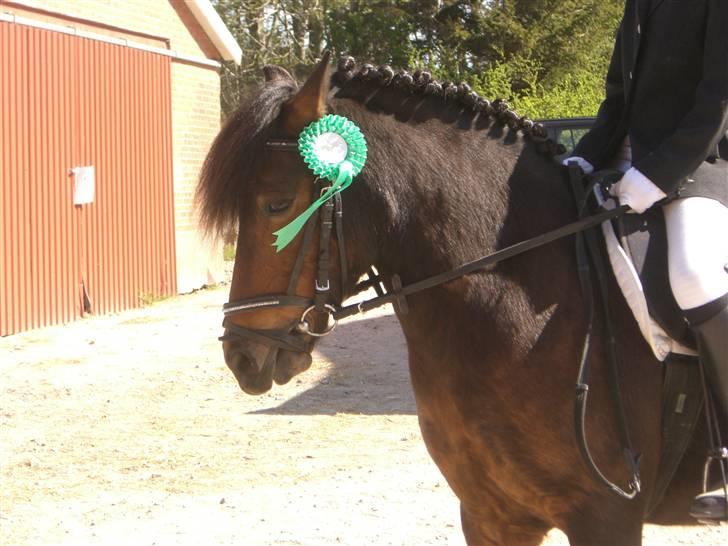 Anden særlig race Nikita *SOLGT* - her er vi lige kommet ud af ridehuset, med en 4. plas<3<3<3 billede 15