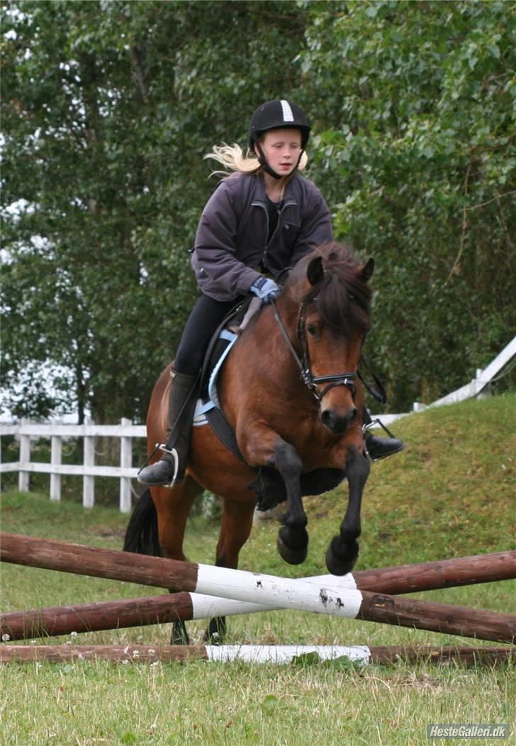 Anden særlig race Nikita *SOLGT* - et lille opvarmnings krys, på ridelejren :D <3<3 billede 1