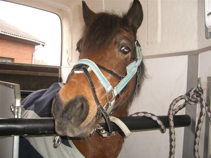 Anden særlig race Nikita *SOLGT* - her er vi på vej til undervisning.... billede 16