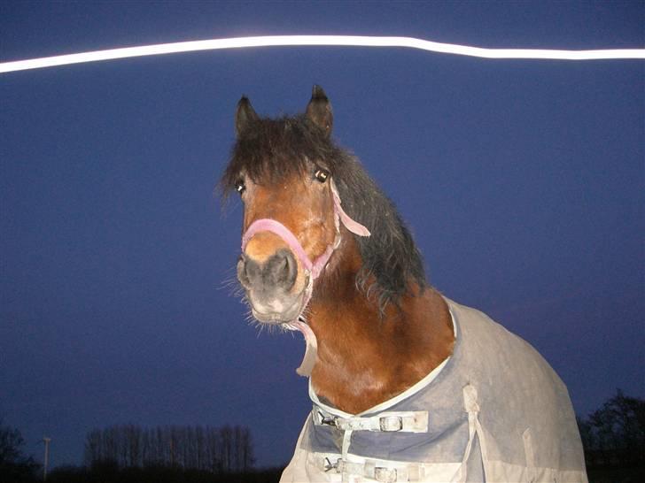 Anden særlig race Nikita *SOLGT* - et billed af hende ude under aften himlen :)  billede 17