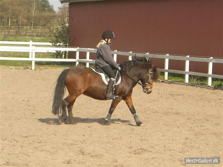 Anden særlig race Nikita *SOLGT* - lidt dressur træning :) billede 18