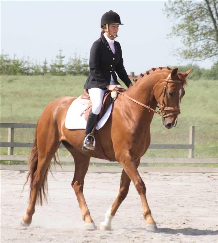 Frederiksborg Legolas Enghaven billede 8