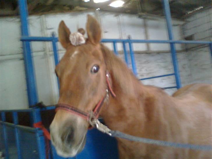 Anden særlig race Oliver - oh.. hvad er det du har i panden hest?? billede 1