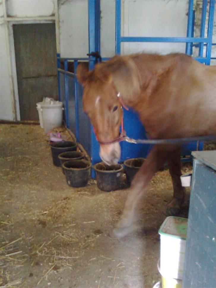 Anden særlig race Oliver - iih.. nu gider du ikke at vente mere på at jeg kommer med den strigle xD billede 2