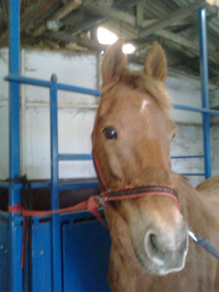 Anden særlig race Oliver - en hygsom dag i stalden xD billede 3