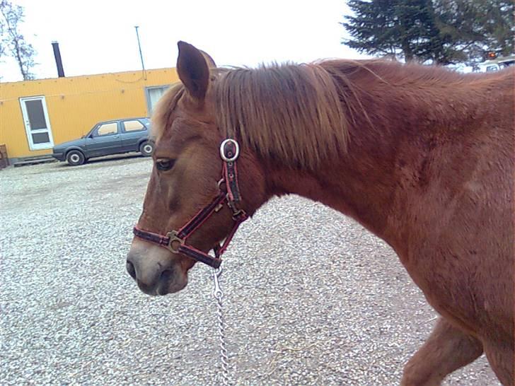 Anden særlig race Oliver - efter en laaaaang ridetur (syntes han) billede 4