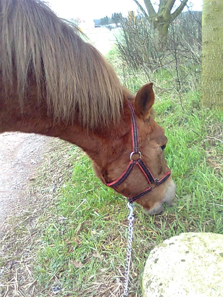 Anden særlig race Oliver - MUMS billede 5