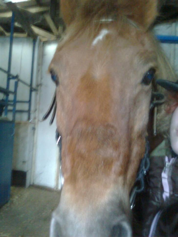 Anden særlig race Oliver - *BØH!* haha pas på.. oliver er farlig billede 6